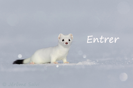 photographe animalier, J�r�me Salvi, beaut� sauvage, nature