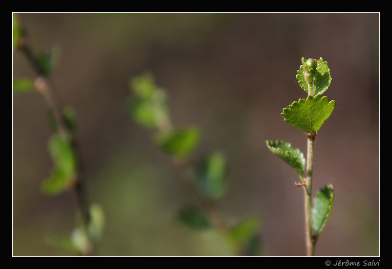 bouleau nain - photo - relique glaciaire