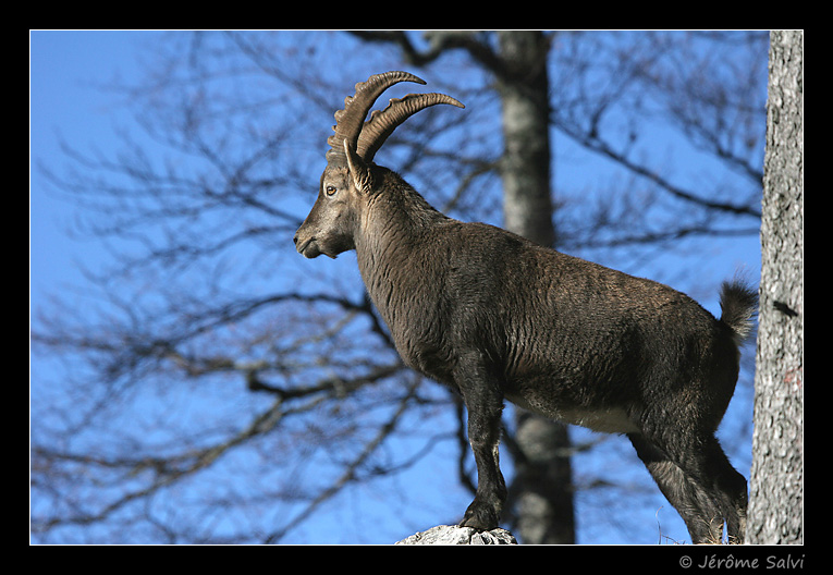 Photographie - Bouquetin - Capra ibex - Creux du Van