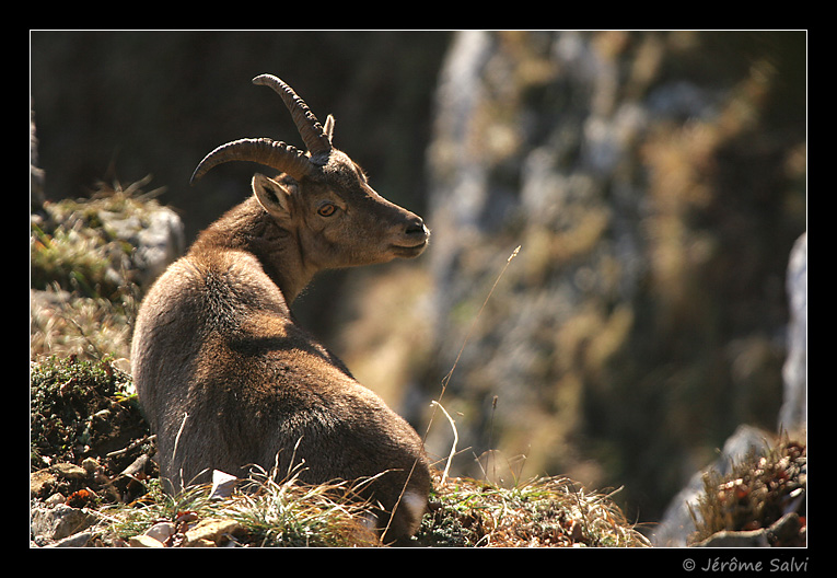Photographie - Bouquetin - Capra ibex - Creux du Van