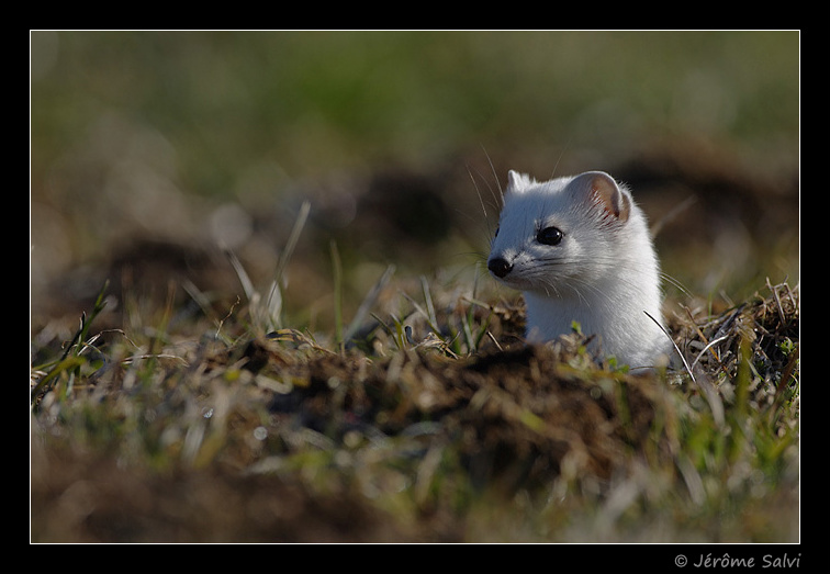 Photographie - Hermine blanche - Erminea mustella - Hiver