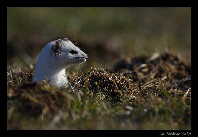 Erminea mustella - Hiver