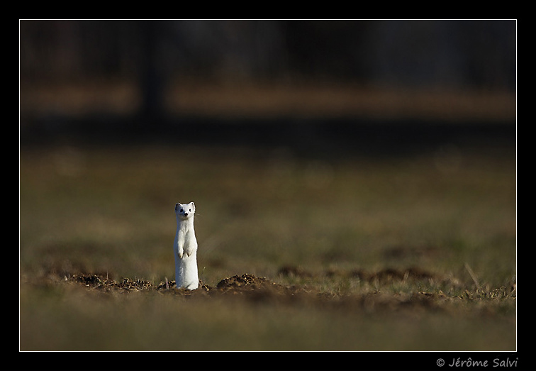 Photographie - Hermine blanche - Erminea mustella - Hiver