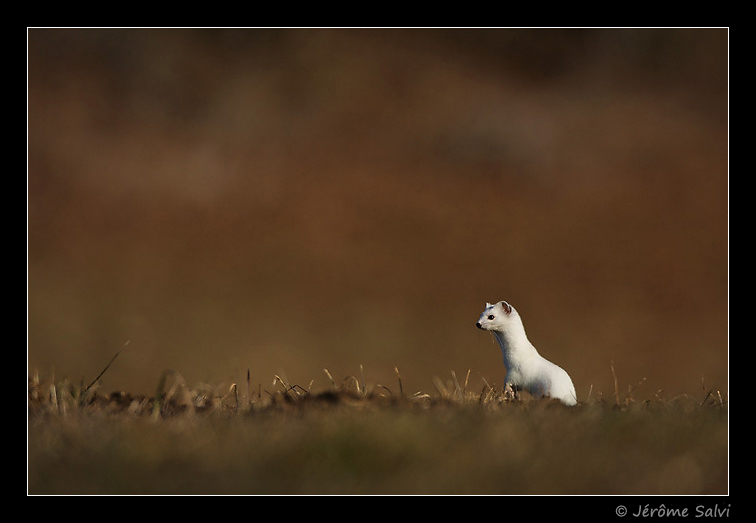 Photographie - Hermine blanche - Erminea mustella - Hiver