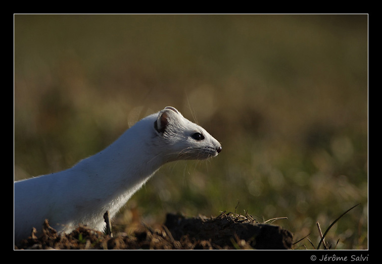 Hermine - portrait