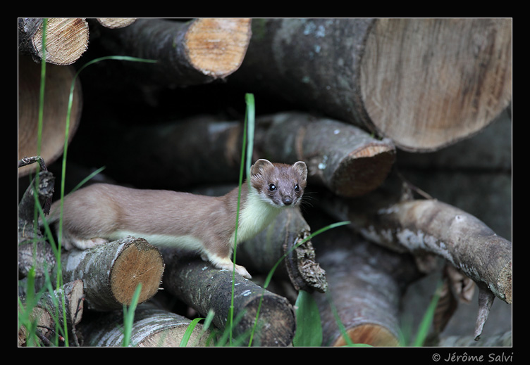 femelle hermine dans une pile de bois