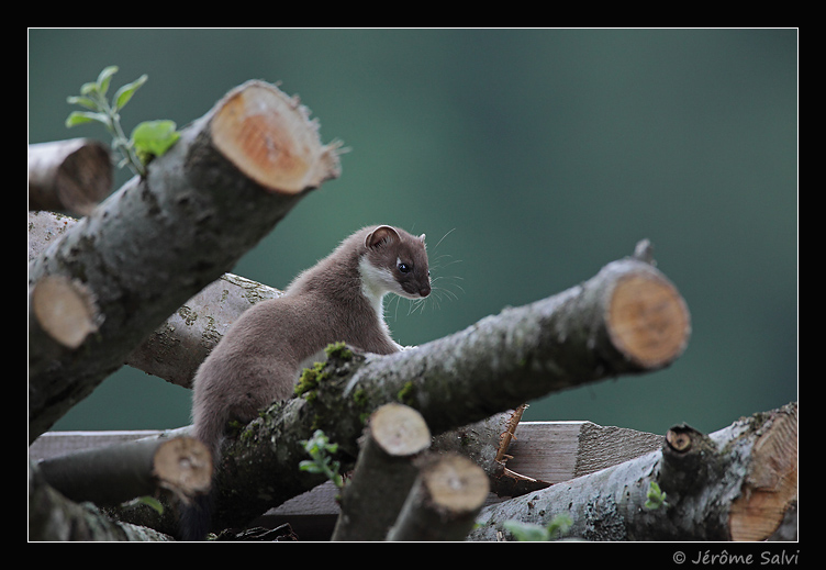 jeune hermine sur des buches de bois