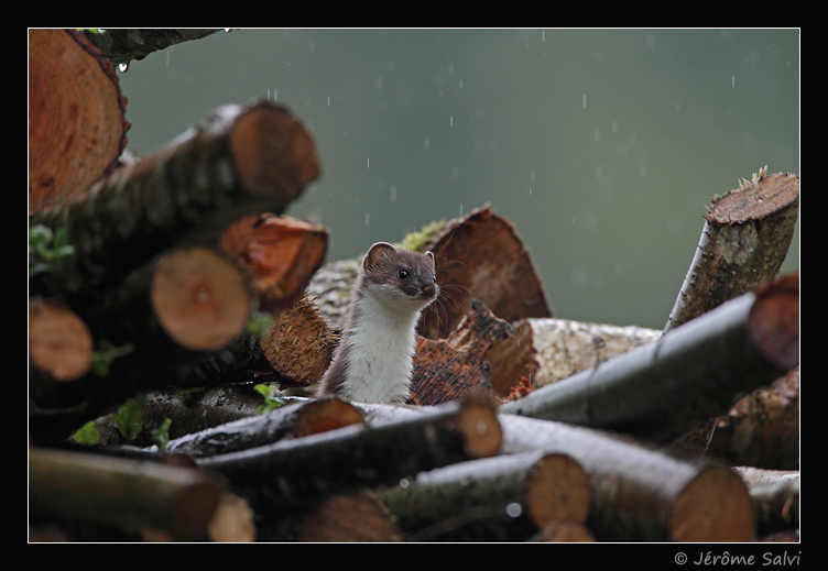 jeune hermine sous la pluie