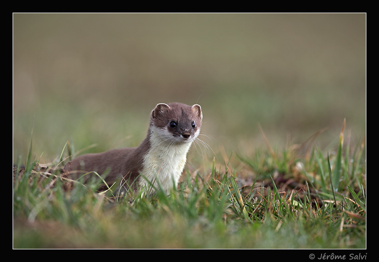 l'hermine