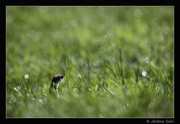 ambiance hermine brune