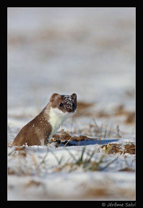 hermine brune dans la neige