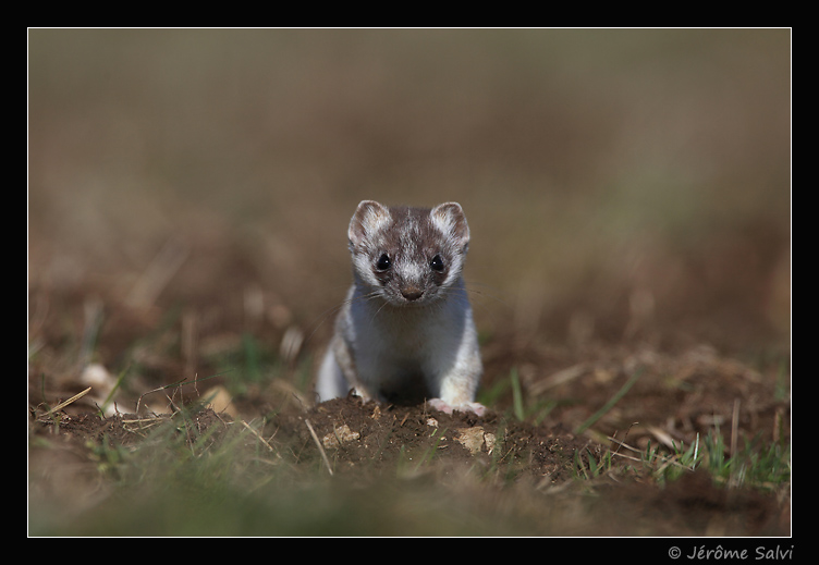 portrait d'hermine en mue