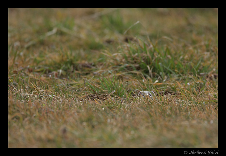 hermine dans une prairie