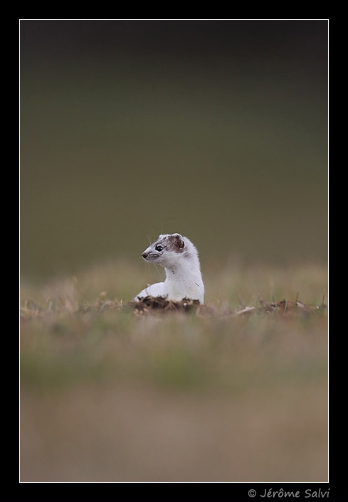 hermine - changement de couleurs - photop�riode