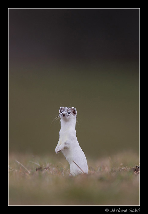 hermine dress�e sur ses pattes arri�res