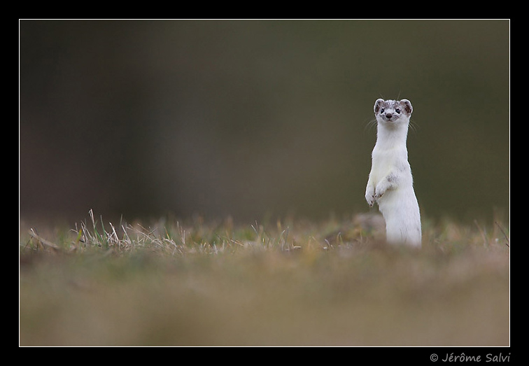 hermine debout