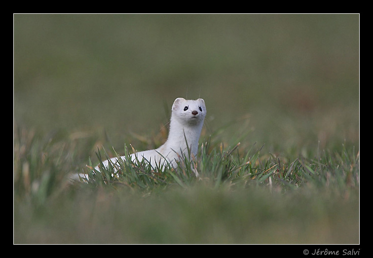 hermine en photo