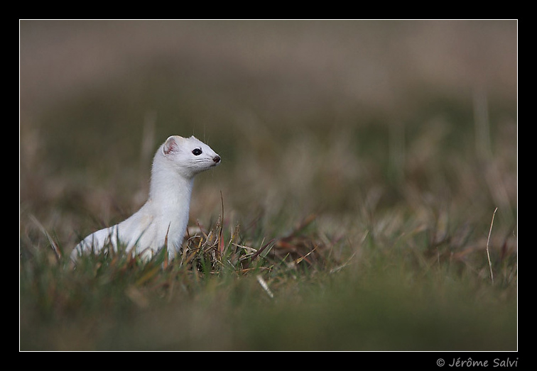 photo hermine blanche