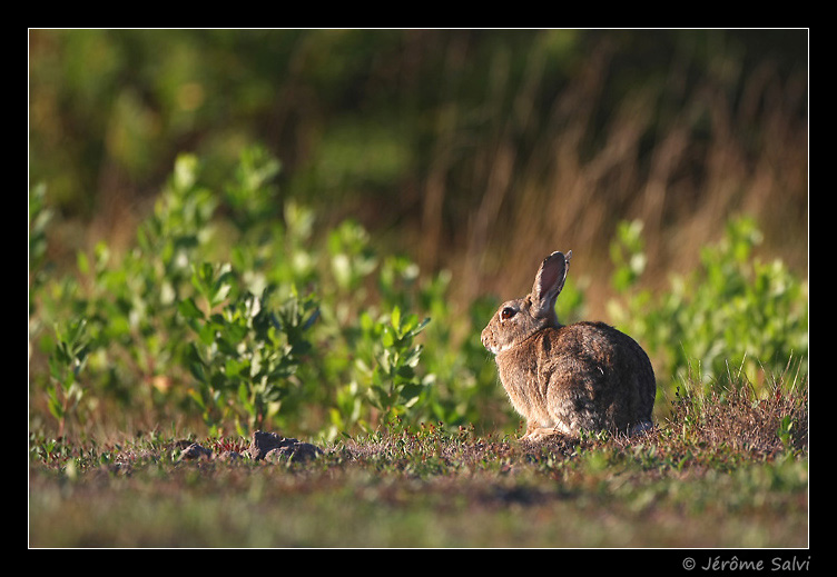 lapin de garenne