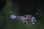 photographie de Ragondin