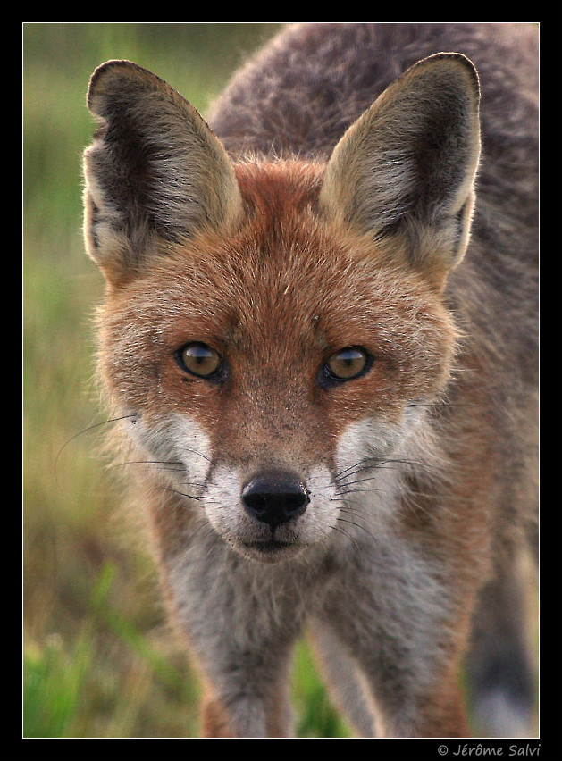 renard portrait