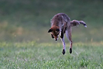 renard mulotage