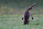 renard