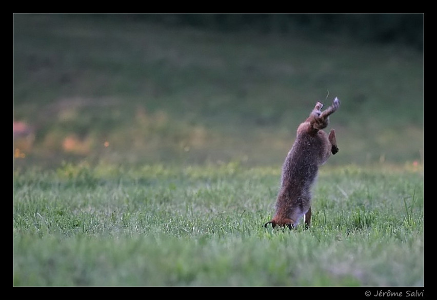 photo renard mulotage