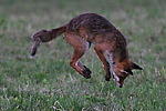 photo de Renard