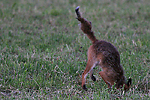 Renard