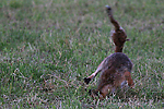 photo de renard au mulotage
