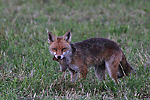 photo de Renard aux mulots
