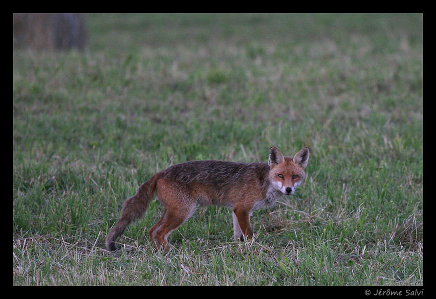 photographie renard prairie