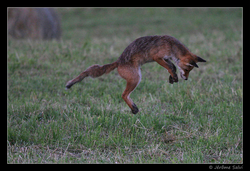 mulotage photo renard