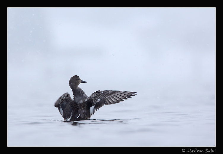 m�le de canard chipeau