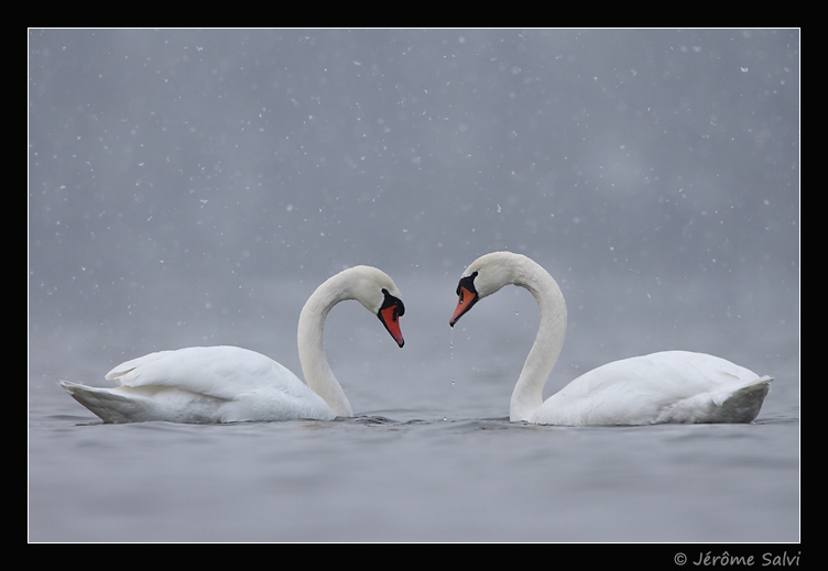 couple de cygne sous la neige