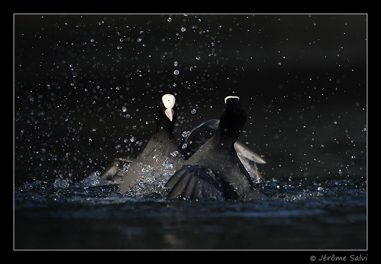 fausse poule d'eau - foulque