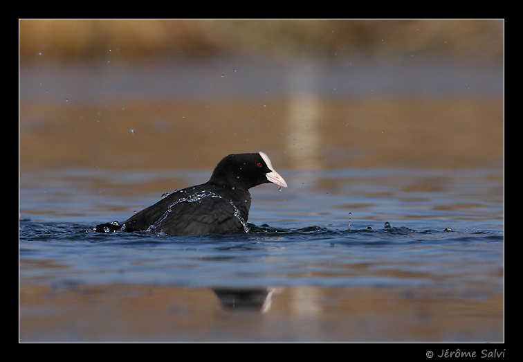 Foulque macroule - Fulica atra - Cool