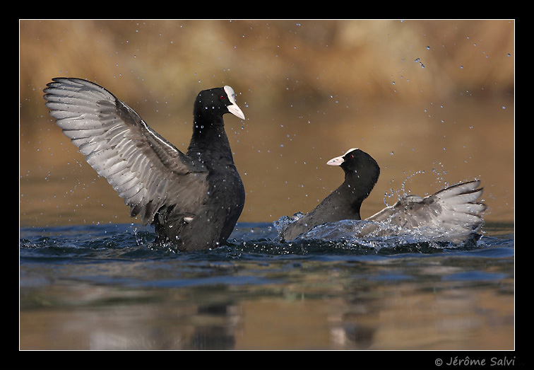 Foulque macroule - Fulica atra - Cool - Photographie - combat