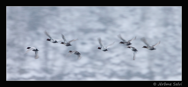 canards milouins en vol