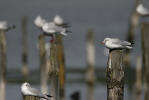 photo de Mouette rieuse