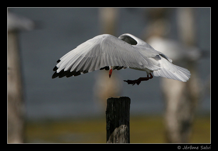 Mouette rieuse - Larus ridibundus - Black-headed Gull