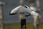 photo de Mouette rieuse