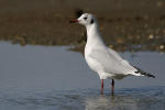 photo de Mouette rieuse