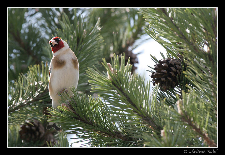Chardonneret �l�gant - Carduelis Carduelis - Goldfinch