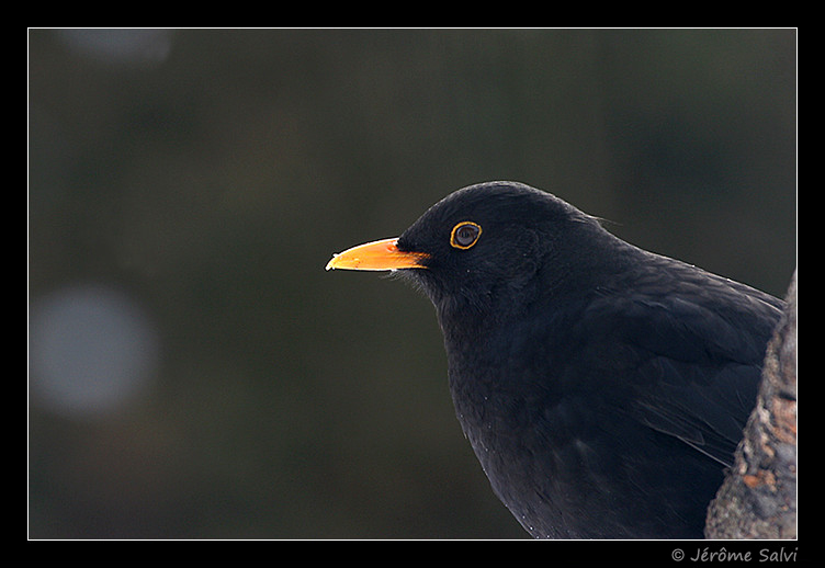 Merle noir - Turdus merula - Blackbird