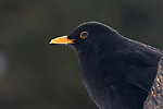 photographie de Merle noir