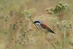 photographie d'un m�le Pie-gri�che �corcheur