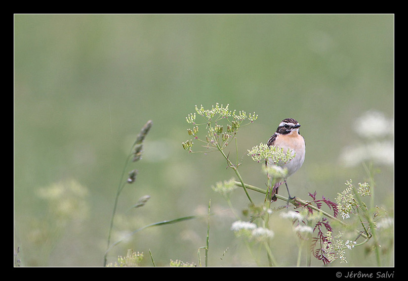 M�le de Tarier des pr�s - Saxicola rubetra - Whinchat