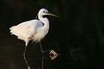 photographie d'Aigrette garzette